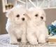 Maltese Puppies for sale in Baton Rouge, LA, USA. price: NA