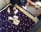 Maltese Puppies for sale in Alexandria, LA, USA. price: NA