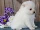 Maltese Puppies for sale in New Haven, CT, USA. price: NA