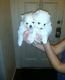 Maltese Puppies for sale in Rochester, MN, USA. price: NA
