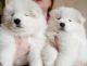 Maltese Puppies for sale in Alexander, ME 04694, USA. price: $215