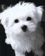 Maltese Puppies for sale in Billings, MT, USA. price: $200