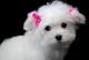 Maltese Puppies for sale in Jackson, MS, USA. price: $216