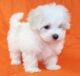 Maltese Puppies for sale in Akron, CO 80720, USA. price: NA