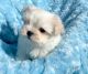 Maltese Puppies for sale in Casper, WY, USA. price: NA