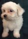 Maltese Puppies for sale in Little Rock, AR, USA. price: NA