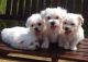 Maltese Puppies for sale in Spokane, WA, USA. price: NA