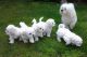 Maltese Puppies for sale in Santa Rosa, CA, USA. price: NA
