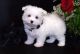 Maltese Puppies for sale in Cotuit, Barnstable, MA 02635, USA. price: NA