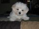 Maltese Puppies for sale in Dennysville, ME, USA. price: NA