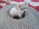 Maltese Puppies for sale in Long Beach, CA, USA. price: $260