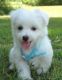 Maltese Puppies for sale in Escondido, CA, USA. price: NA