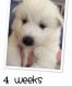 Maltese Puppies for sale in Doddridge, Sulphur Township, AR 71826, USA. price: NA