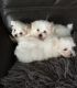 Maltese Puppies for sale in Compton, CA, USA. price: NA