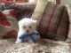 Maltese Puppies for sale in Manteca, CA, USA. price: NA