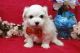 Maltese Puppies for sale in New York, NY, USA. price: NA