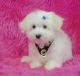 Maltese Puppies for sale in Aptos, CA 95003, USA. price: NA