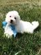 Maltese Puppies for sale in Ducor, CA 93218, USA. price: NA
