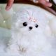 Maltese Puppies for sale in Warren, MI, USA. price: NA