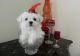 Maltese Puppies for sale in Anaktuvuk Pass, AK, USA. price: NA