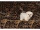 Maltese Puppies for sale in Joes, CO 80822, USA. price: NA