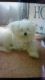 Maltese Puppies for sale in Poughkeepsie, NY, USA. price: NA