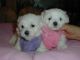 Maltese Puppies for sale in Glencoe, AR 72539, USA. price: NA