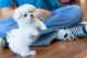 Maltese Puppies for sale in Boiceville, NY 12412, USA. price: NA