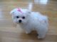 Maltese Puppies for sale in Anaheim, CA, USA. price: $500