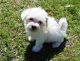 Maltese Cats for sale in Los Angeles, CA, USA. price: NA