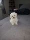 Maltese Puppies for sale in Idaho Falls, ID, USA. price: NA