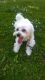 Maltese Puppies for sale in Minneapolis, MN, USA. price: NA