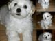 Maltese Puppies for sale in Minneapolis, MN, USA. price: NA