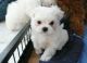 Maltese Puppies for sale in Altheimer, AR 72004, USA. price: NA