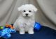 Maltese Puppies for sale in Altheimer, AR 72004, USA. price: NA