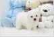 Maltese Puppies for sale in North Las Vegas, NV, USA. price: $1,500