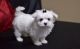 Maltese Puppies for sale in Washington, VA 22747, USA. price: NA