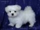 Maltese Puppies for sale in Coral Springs, FL, USA. price: NA