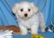 Maltese Puppies for sale in Tacoma, WA, USA. price: NA