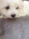 Maltese Puppies for sale in Ahsahka, ID 83520, USA. price: NA