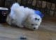 Maltese Puppies for sale in East Los Angeles, CA, USA. price: $230