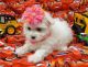 Maltese Puppies for sale in Gresham, OR, USA. price: NA