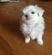 Maltese Puppies for sale in Spokane, WA, USA. price: NA