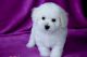 Maltese Puppies for sale in Anaheim, CA, USA. price: NA