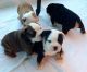 Maltese Puppies for sale in Cedar Rapids, IA, USA. price: NA