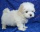 Maltese Puppies for sale in Pasadena, CA, USA. price: $800