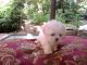 Maltese Puppies for sale in Lancaster, KY 40444, USA. price: $1,500