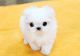 Maltese Puppies for sale in Amherst, NH 03031, USA. price: NA