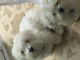 Maltese Puppies for sale in Jackson, MS, USA. price: $400