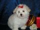 Maltese Puppies for sale in Mississippi State University, MS 39759, USA. price: NA